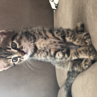 Tekir Kedi, Kedi  Fındık fotoğrafı