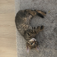 Tekir Kedi, Kedi  Fındık fotoğrafı