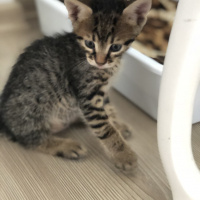 Tekir Kedi, Kedi  Fındık fotoğrafı