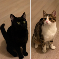 Tekir Kedi, Kedi  Minnoş fotoğrafı