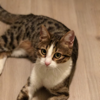 Tekir Kedi, Kedi  Minnoş fotoğrafı