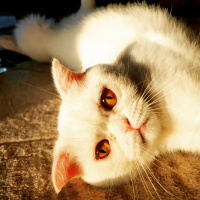 Scottish Fold, Kedi  Lila fotoğrafı
