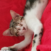 Tekir Kedi, Kedi  Tarçın fotoğrafı
