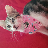 Tekir Kedi, Kedi  Tarçın fotoğrafı
