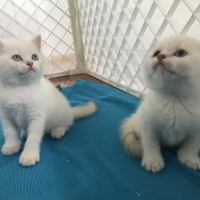 British Shorthair, Kedi  Odin fotoğrafı