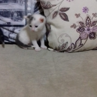 Tekir Kedi, Kedi  Ponçik fotoğrafı
