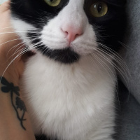 Tekir Kedi, Kedi  Vegas fotoğrafı