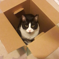 Tekir Kedi, Kedi  Vegas fotoğrafı