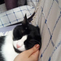 Tekir Kedi, Kedi  Vegas fotoğrafı