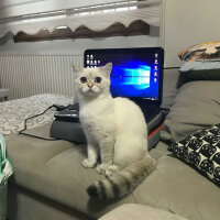 British Shorthair, Kedi  Lima fotoğrafı