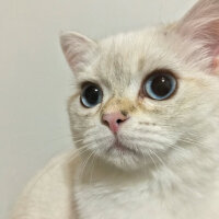 British Shorthair, Kedi  Lima fotoğrafı