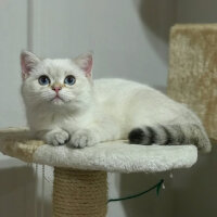 British Shorthair, Kedi  Lima fotoğrafı