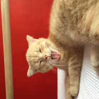 Scottish Fold, Kedi  Haydut fotoğrafı
