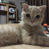 Scottish Fold, Kedi  Haydut fotoğrafı