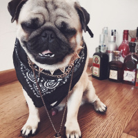 Pug, Köpek  Gofret fotoğrafı