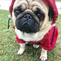 Pug, Köpek  Gofret fotoğrafı