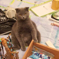 Scottish Fold, Kedi  Rakı fotoğrafı