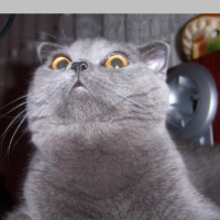 Scottish Fold, Kedi  Rakı fotoğrafı