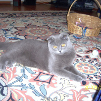Scottish Fold, Kedi  Rakı fotoğrafı