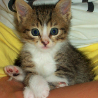 Tekir Kedi, Kedi  Soda fotoğrafı