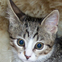 Tekir Kedi, Kedi  Soda fotoğrafı