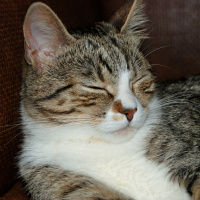 Tekir Kedi, Kedi  Soda fotoğrafı