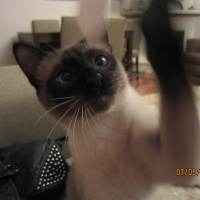 Siyam Kedisi, Kedi  Kola fotoğrafı
