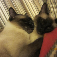 Siyam Kedisi, Kedi  Kola fotoğrafı