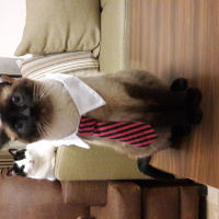 Siyam Kedisi, Kedi  Kola fotoğrafı