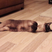Siyam Kedisi, Kedi  Kola fotoğrafı