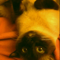 Siyam Kedisi, Kedi  Kola fotoğrafı