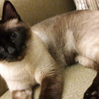 Siyam Kedisi, Kedi  Kola fotoğrafı