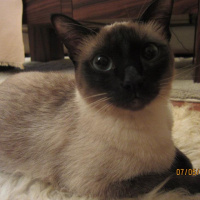Siyam Kedisi, Kedi  Küba fotoğrafı