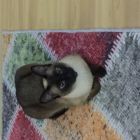 Siyam Kedisi, Kedi  Cindy fotoğrafı