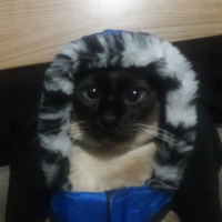 Siyam Kedisi, Kedi  Cindy fotoğrafı