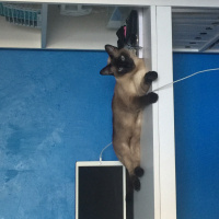 Siyam Kedisi, Kedi  Cindy fotoğrafı
