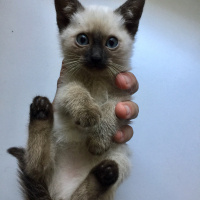 Siyam Kedisi, Kedi  Cindy fotoğrafı