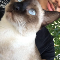 Siyam Kedisi, Kedi  Cindy fotoğrafı
