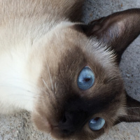 Siyam Kedisi, Kedi  Cindy fotoğrafı
