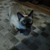 Siyam Kedisi, Kedi  Cindy fotoğrafı