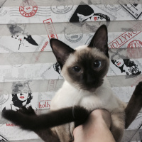 Siyam Kedisi, Kedi  Cindy fotoğrafı