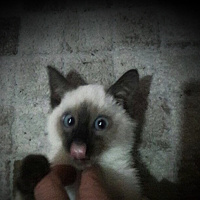 Siyam Kedisi, Kedi  Cindy fotoğrafı