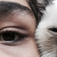 Siyam Kedisi, Kedi  Cindy fotoğrafı