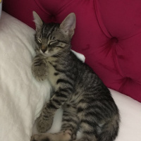 British Shorthair, Kedi  Berlin fotoğrafı