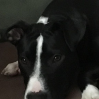 Amerikan Staffordshire Terrier, Köpek  Medusa fotoğrafı