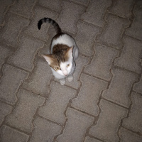Soke, Kedi  Yok fotoğrafı