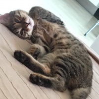 Tekir Kedi, Kedi  Kahraman fotoğrafı