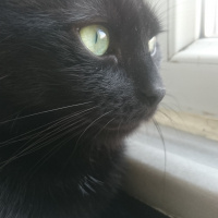 Bombay, Kedi  Maya fotoğrafı