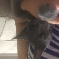 Mavi Rus, Kedi  neco fotoğrafı