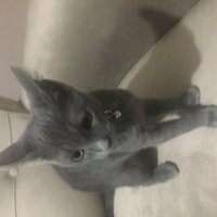 Mavi Rus, Kedi  neco fotoğrafı